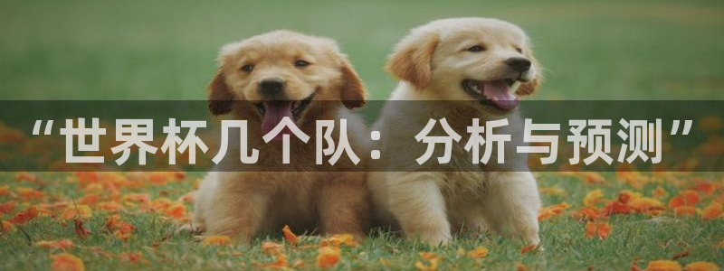 世界杯预选赛2026:“世界杯几个队:分析与预测”
